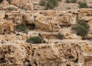 Bir Nübyeli dağ keçisinin ortak yaşam alanındaki yakın çekimi.