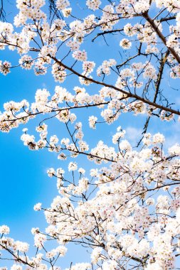 Mavi gökyüzüne karşı dikey bir elma çiçeği.
