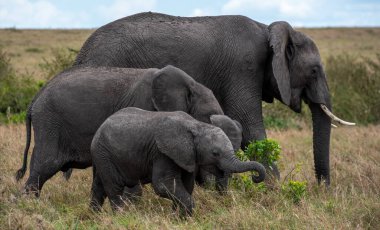 Güneşli bir günde tarlada yürüyen büyük Afrika filleri sürüsü.