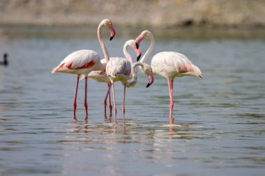 Sığ bir nehirde bir flamingo sürüsü