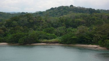 Ağaçlarla kaplı güzel bir kumsal görüntüsü.