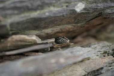 Kayaların üzerindeki bir duvar kertenkelesinin seçici odak noktası.