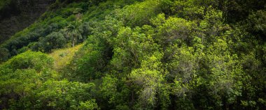 Maui 'deki Lao Vadisi' nde tropikal ormanın panoramik bir görüntüsü.