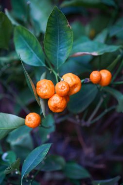 Çin portakallı kumkatın ya da kinkanın yakın çekimi.