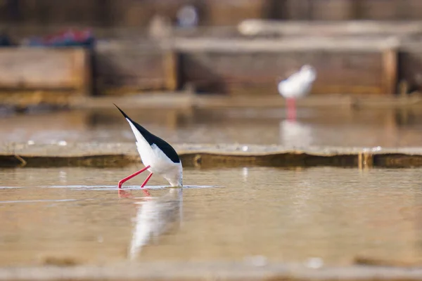 Vacker Svart Och Vit Stickare Fågel Jagar Fisk Från Flod — Stockfoto