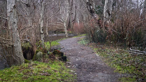 Winter Path Stream Grass Orange Shrubs Trees Leaves — Stock Photo, Image