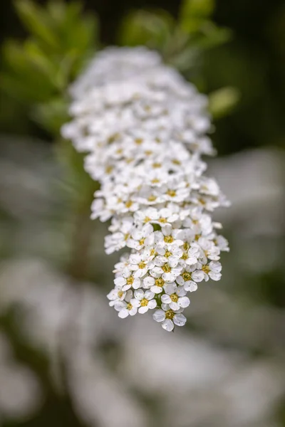 Closeup Spiraea Flower Park — Stock Photo, Image
