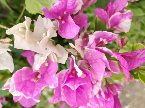 Крупный План Розовых Цветов Бугенвиллеи — стоковое фото