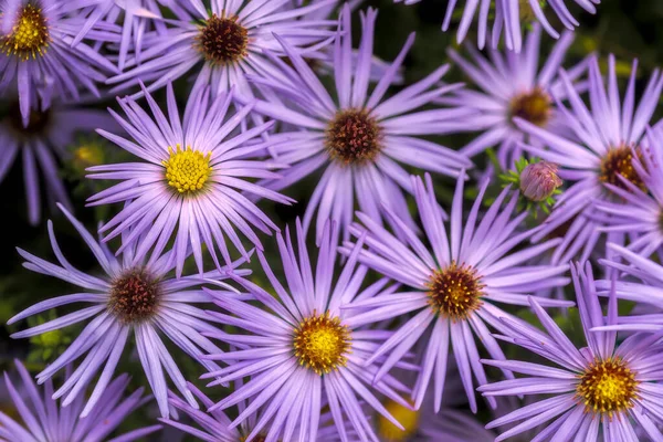 Zbliżenie Górny Widok Purpurowy Aster Kwiaty Kwitnące Ogrodzie Piękny Słoneczny — Zdjęcie stockowe