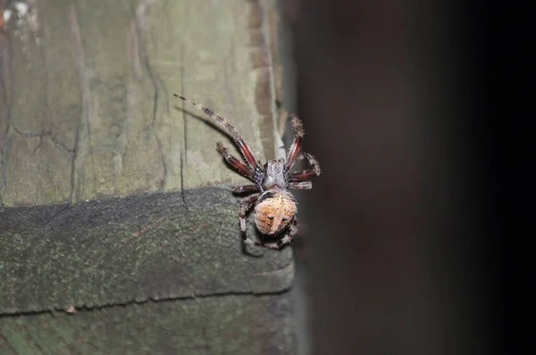 Closeup Shot Spider Wood Blurred Background — Stock Photo, Image