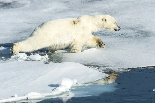 北极熊在冰上行走的特写 Usus Maritimus — 图库照片
