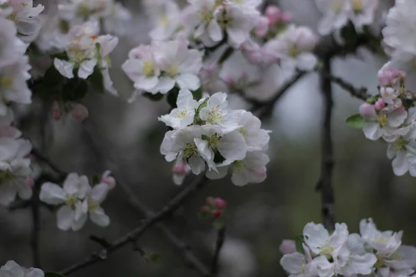 Selective Focus Shot White Blossoms Tree — Stockfoto
