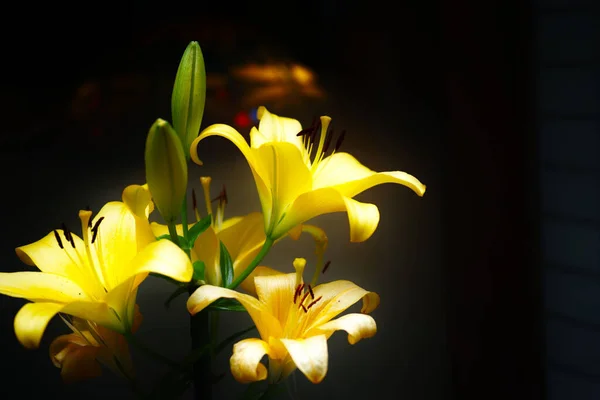 Closeup Shot Yellow Lilies Blurry Dark Background — Stock Photo, Image