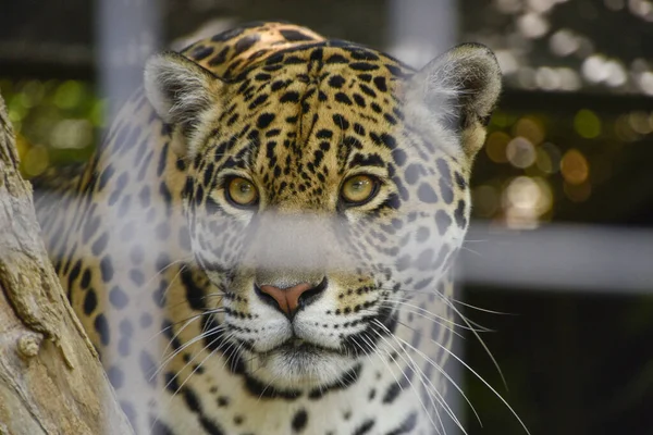 Retrato Leopardo Detrás Una Cerca —  Fotos de Stock