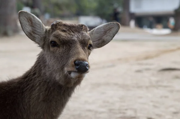 A closeup of a deer\'s face on a blurred background