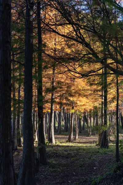 Красивий Пейзаж Густого Лісу Високими Деревами — стокове фото
