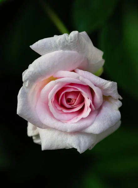 ภาพระยะใกล แนวต งของดอกก หลาบส ชมพ ในสวนในช วงกลางว — ภาพถ่ายสต็อก