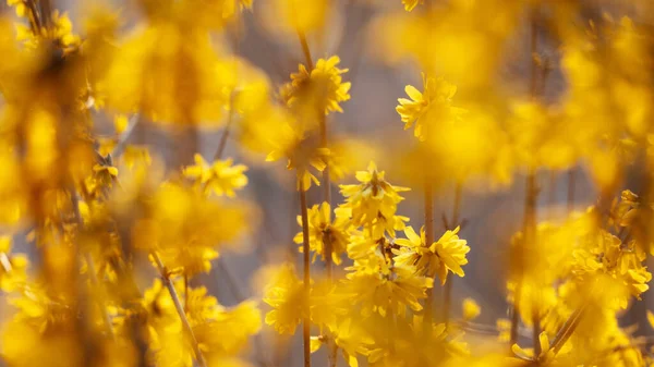Piękny Strzał Żółtego Pola Kwiaty — Zdjęcie stockowe