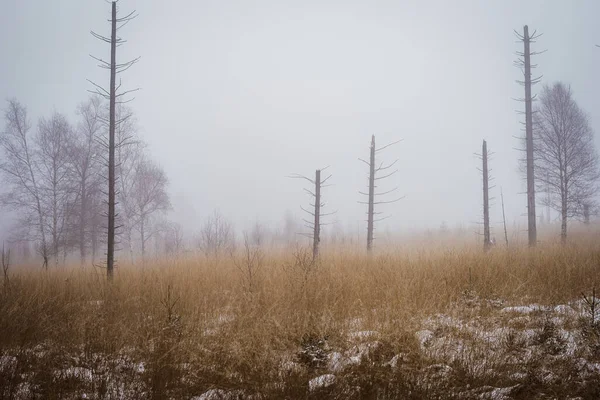 冬季草场上覆盖着小雪和雾的自然景观 — 图库照片