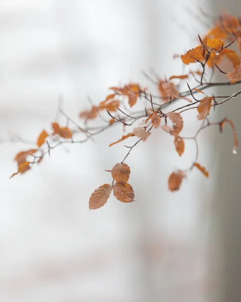 在雾蒙蒙的日子里 有秋天干枯的树叶和水滴的树枝 — 图库照片