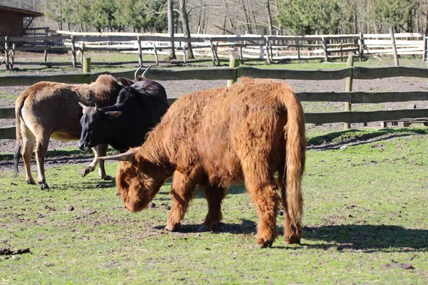 Güneşli Bir Günde Çiftlikte Diğerlerine Karşı Duran Bir Skoç Sığırının — Stok fotoğraf