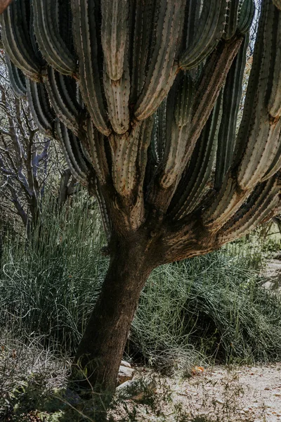 Vertical Shot Prickly Cereus Genus Cacti Surrounded Green Grass — Stock Photo, Image