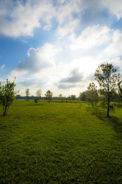 Vertical Shot Bright Sunny Day Green Field Trees — Stock Photo, Image