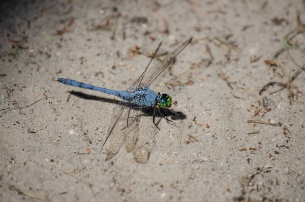 Closeup Shot Blue Dragonfly Perching Sandy Ground — Stock Photo, Image