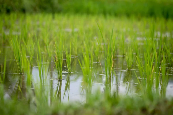 Een Natuurlijk Uitzicht Rijstvelden Het Groen Bali Indonesië — Stockfoto