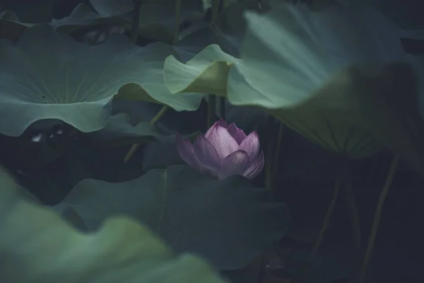 Detailní Záběr Lotos Jezírku — Stock fotografie