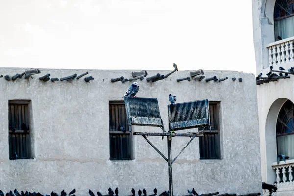 Muitas Aves Perto Dos Edifícios Mercado Souq Waqif Doha Estado — Fotografia de Stock