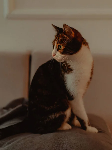 Gato Sentado Travesseiro Cinza Sofá — Fotografia de Stock