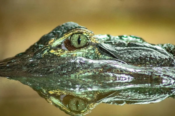 一只鳄鱼的特写镜头 它的绿眼睛在朦胧的背景中被半淹没在水里 — 图库照片