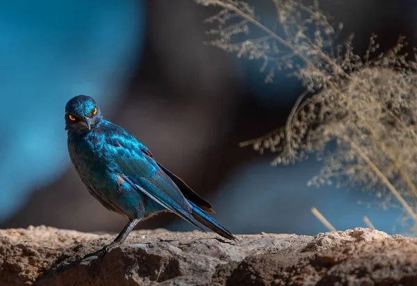 Piękny Szpakowaty Ptak Siedzący Skalistej Powierzchni Zamazanym Tłem — Zdjęcie stockowe