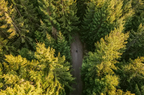 Vzdušný Pohled Člověka Který Kráčí Pěšině Mezi Hustými Stromy Lese — Stock fotografie