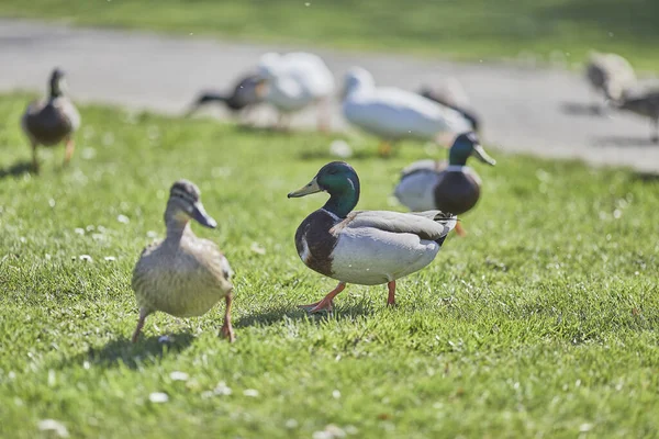 Tiro Foco Seletivo Patos Selvagens Patos Mallard Andando Grama Parque — Fotografia de Stock