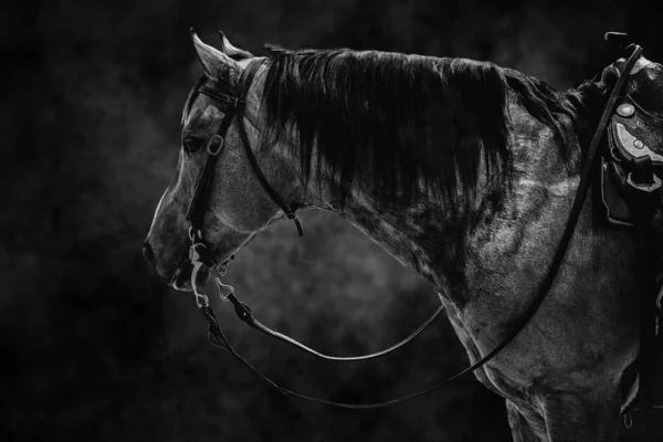 Szary Ujęcie Konia Profilu Ciemnym Tle — Zdjęcie stockowe