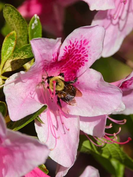 Vertical Closeup Bumblebee Pollinating Pink Azalea Flowers Growing Green Leaves — Stock Photo, Image