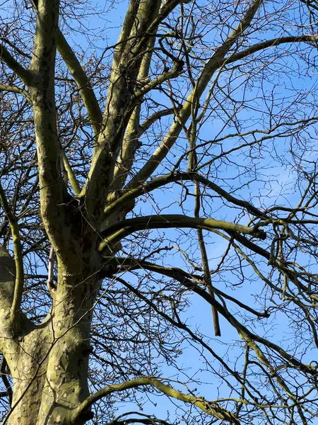 Branches Arbres Nues Contre Ciel Bleu — Photo