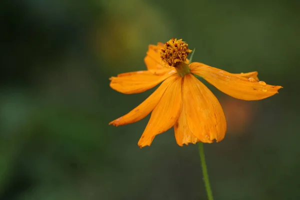 Egy Sárga Kozmosz Virág Közelsége — Stock Fotó