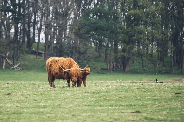 Прекрасный Снимок Взрослой Шотландской Нагорной Коровы Пасущейся Теленком Лугу Днем — стоковое фото