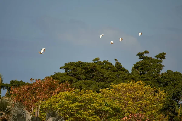 Tiro Ângulo Baixo Bando Pássaros Voando Acima Das Árvores — Fotografia de Stock