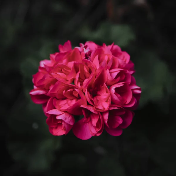 Primer Plano Una Flor Pelargonium Floreciendo Jardín Sobre Fondo Borroso —  Fotos de Stock