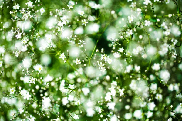 Ένα Κοντινό Πλάνο Λευκά Λουλούδια Πράσινο Φόντο — Φωτογραφία Αρχείου
