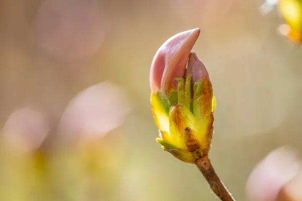 Een Closeup Van Een Azalea Knop Een Park — Stockfoto