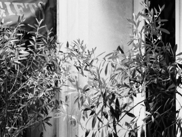 Сірий Знімок Гілок Листя Рослини — стокове фото