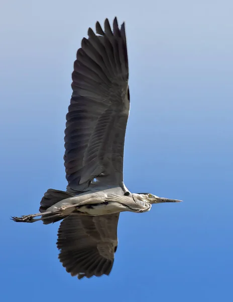 Eine Vertikale Aufnahme Eines Schönen Graureihers Mit Flug Ausgebreiteten Flügeln — Stockfoto