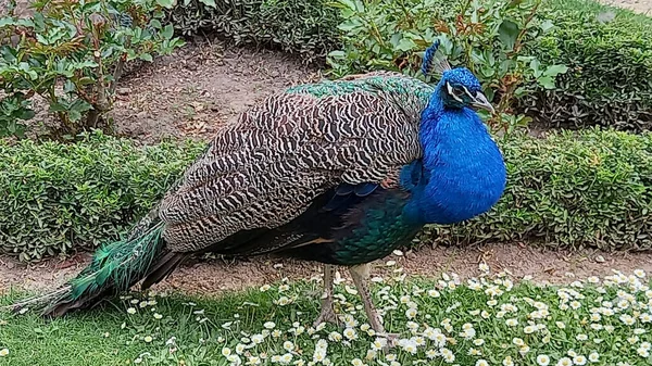 Close Shot Beautiful Peacock Garden — Stock Photo, Image