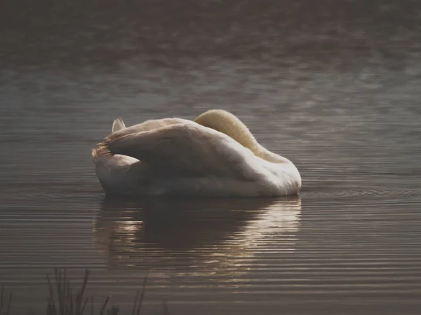 Cisne Branco Frampton Marsh Reserva Natural Wyberton Inglaterra Reino Unido — Fotografia de Stock