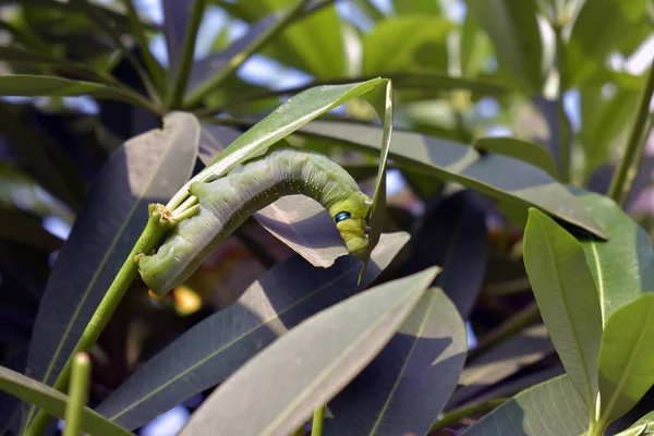 Grön Larv Gröna Löv Caterpiller Glasmask Den Stora Gröna Larven — Stockfoto